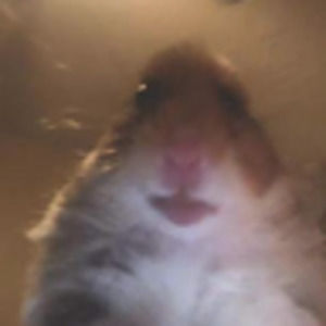 Meet your Posher, Sophia